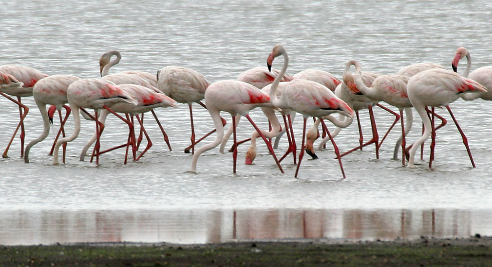 How Do Flamingos Stay Stable On One Leg?, Smart News