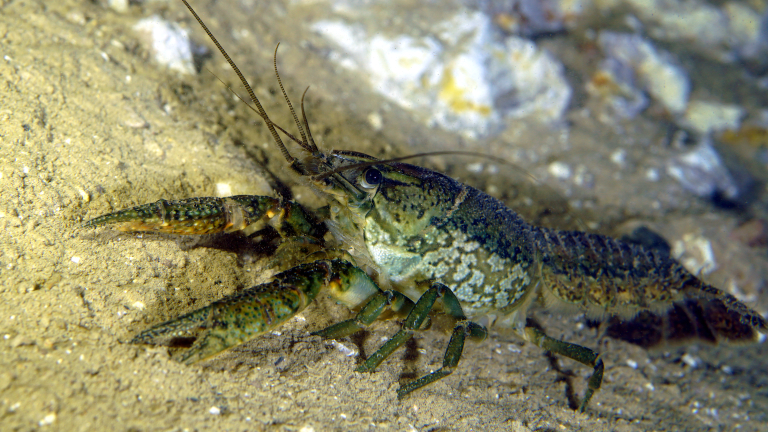 crayfish