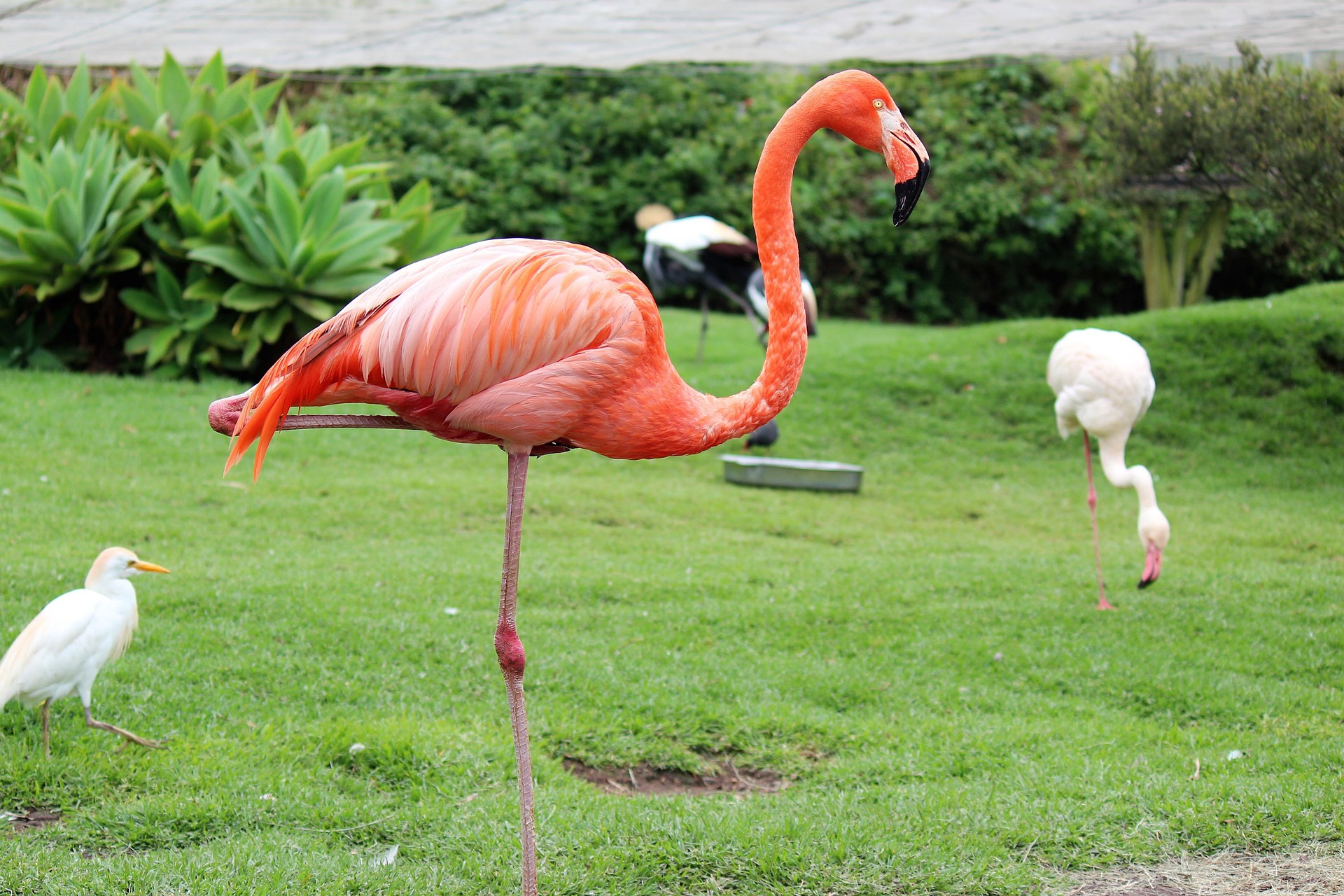 flamingo one leg