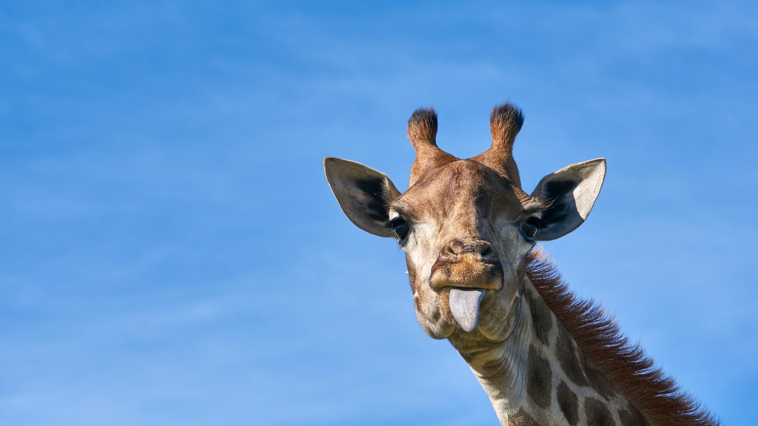 Giraffe is the tallest animal in the world. It has long legs and neck.  neck. Its long neck helps in 