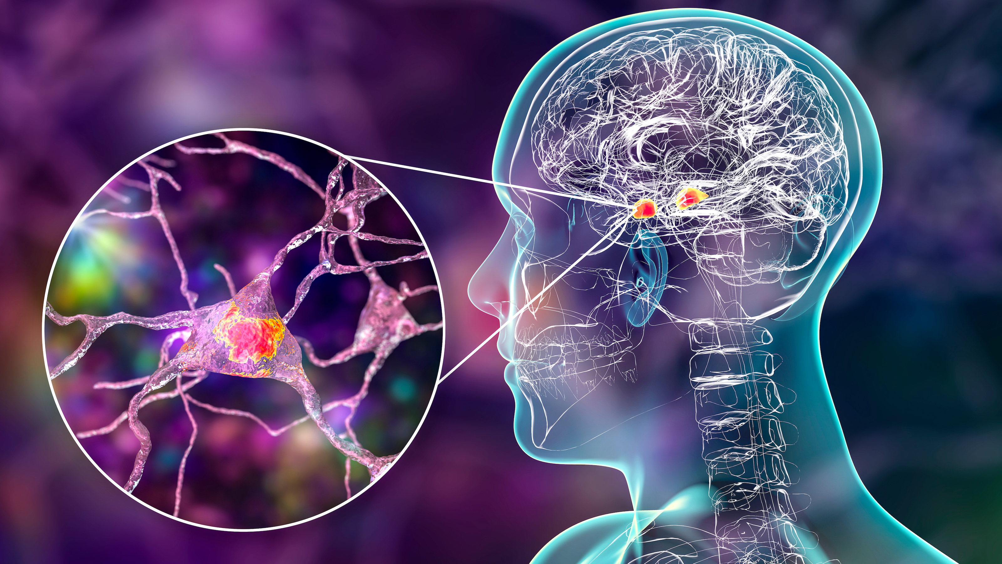 amygdala