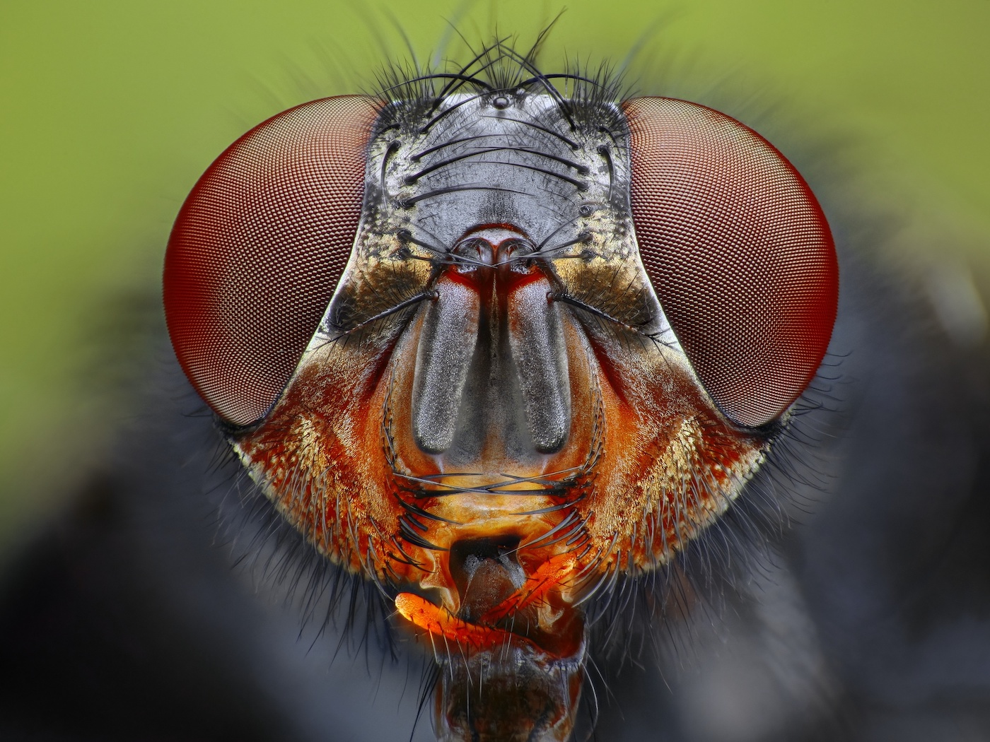 Five reasons flies are awesome (despite being really annoying) - CSIRO