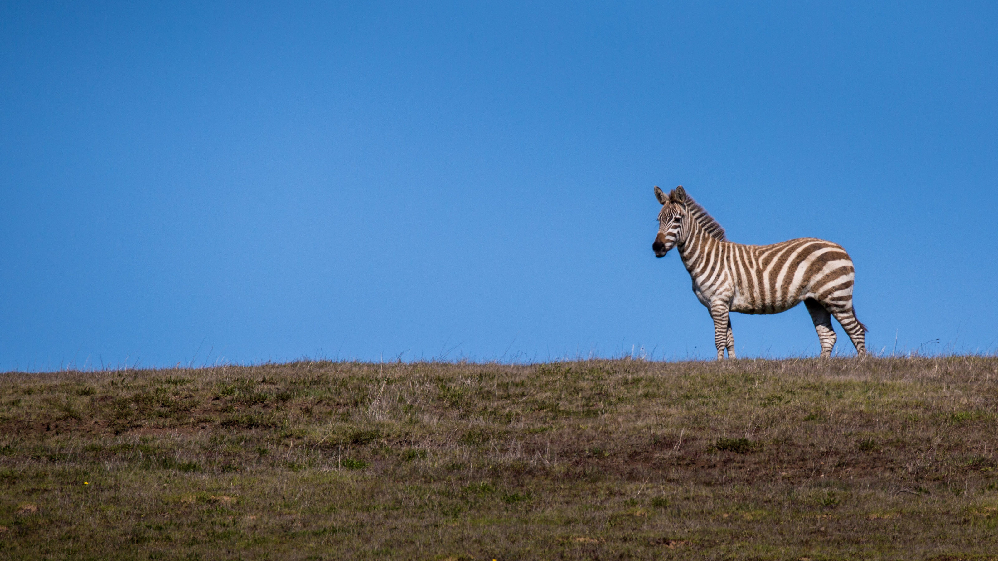 Why California has wild zebras