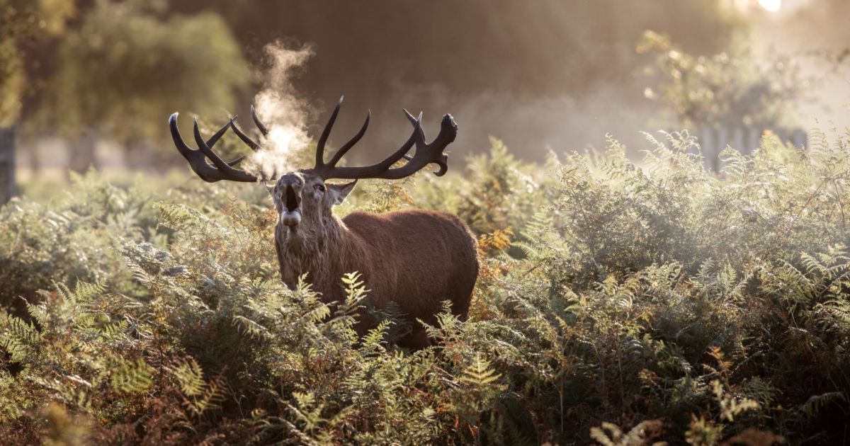 Chronic wasting disease: A scientist explains 