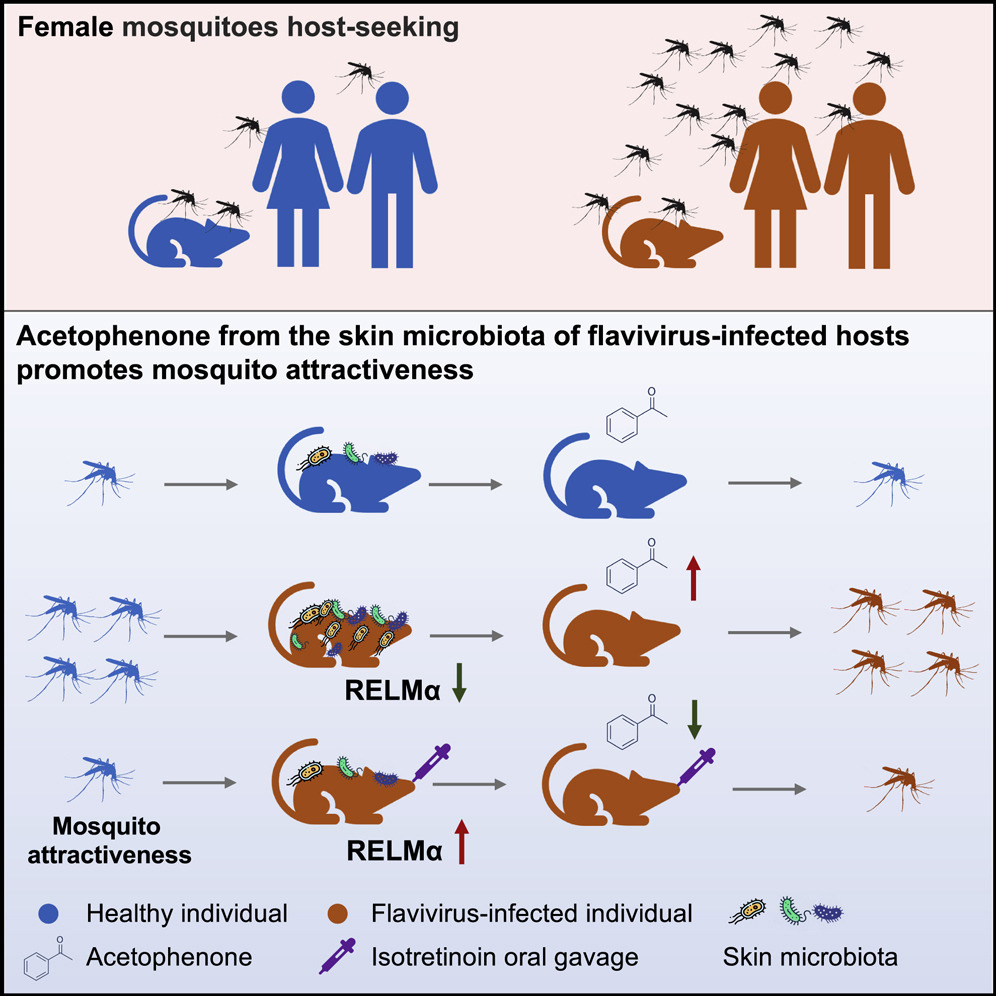 El olor del virus