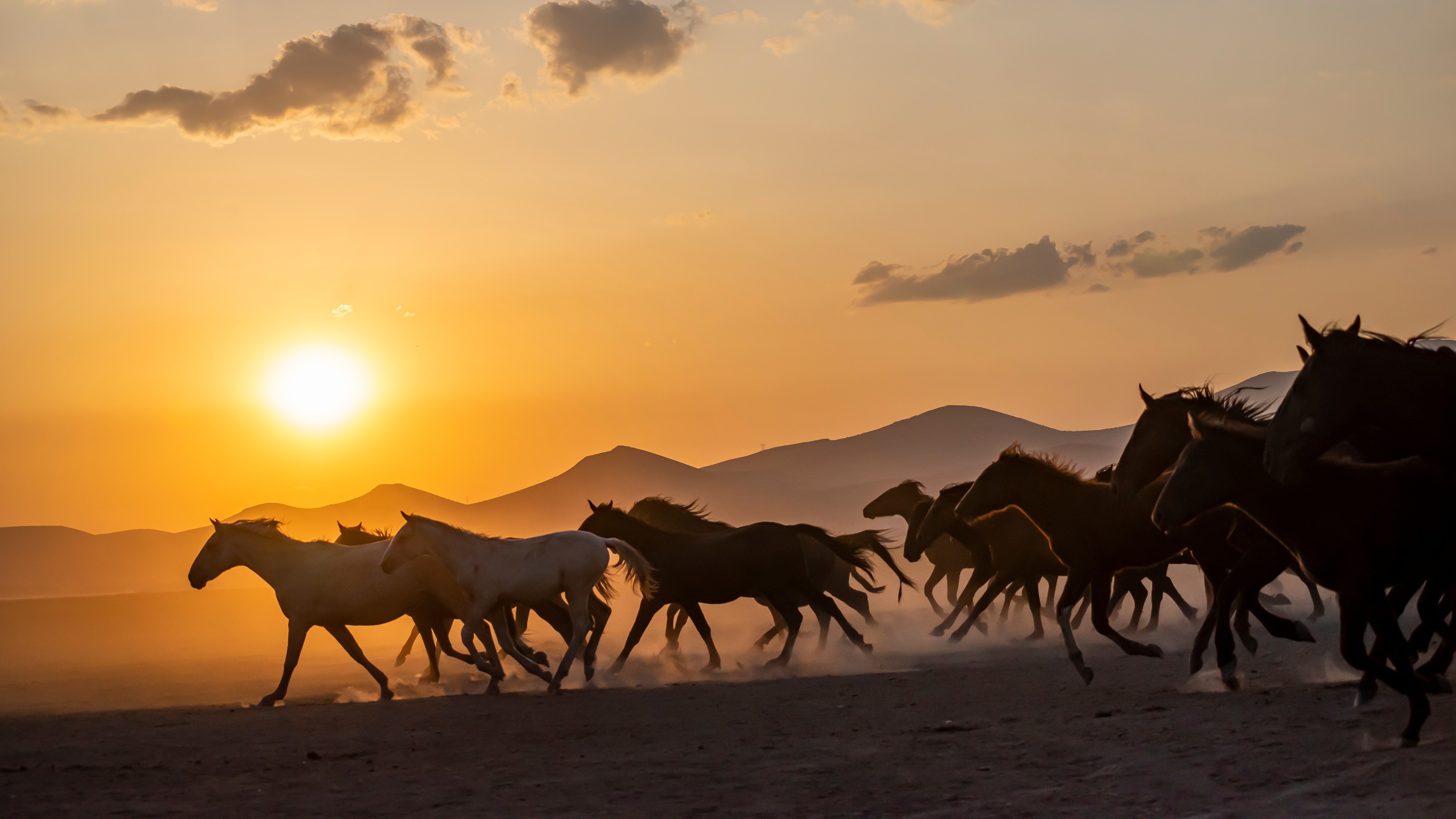  Horses running in a field at sunset with the sun rising behind them with text Isotopic strontium analysis of horses in Baltic Horse Sacrifice Ritual.