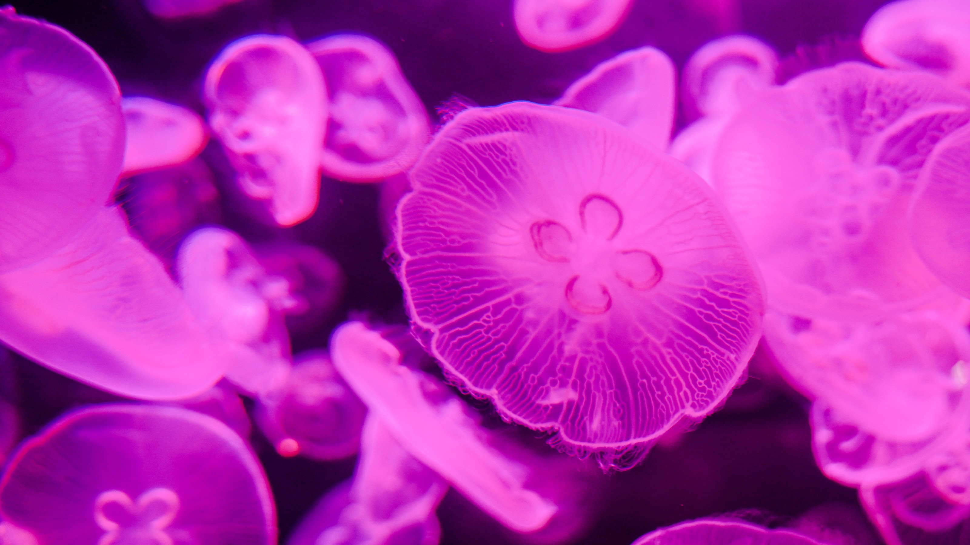 The oldest relative of living animals is a jellyfish - Big Think