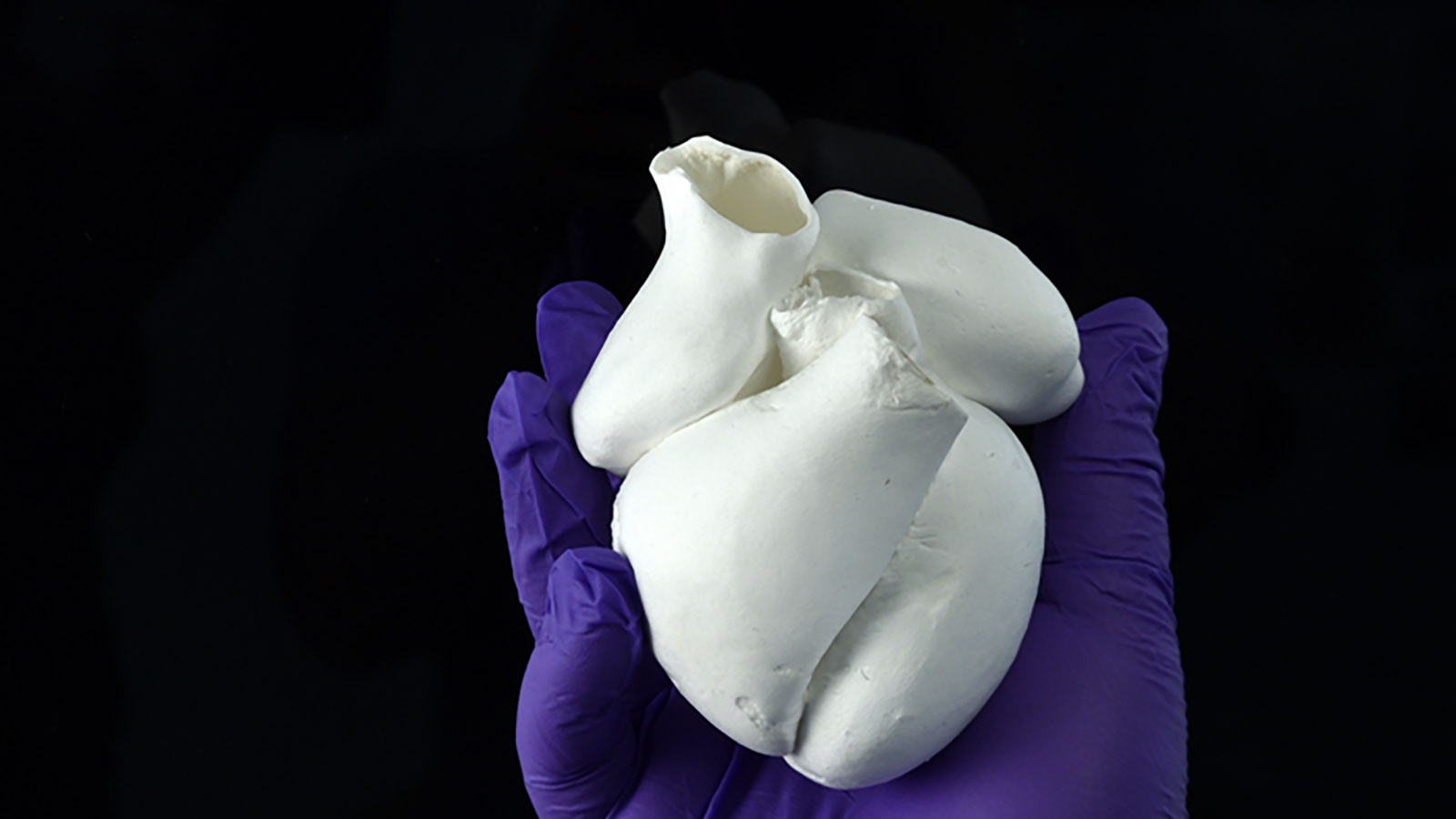 heart muscle