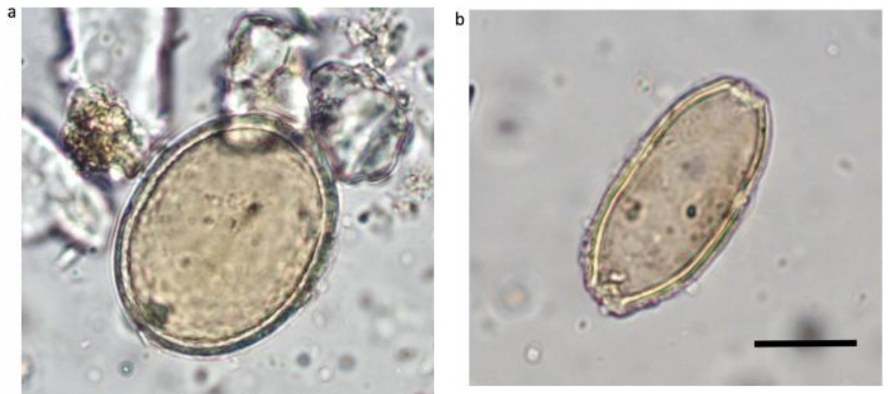 friar parasites