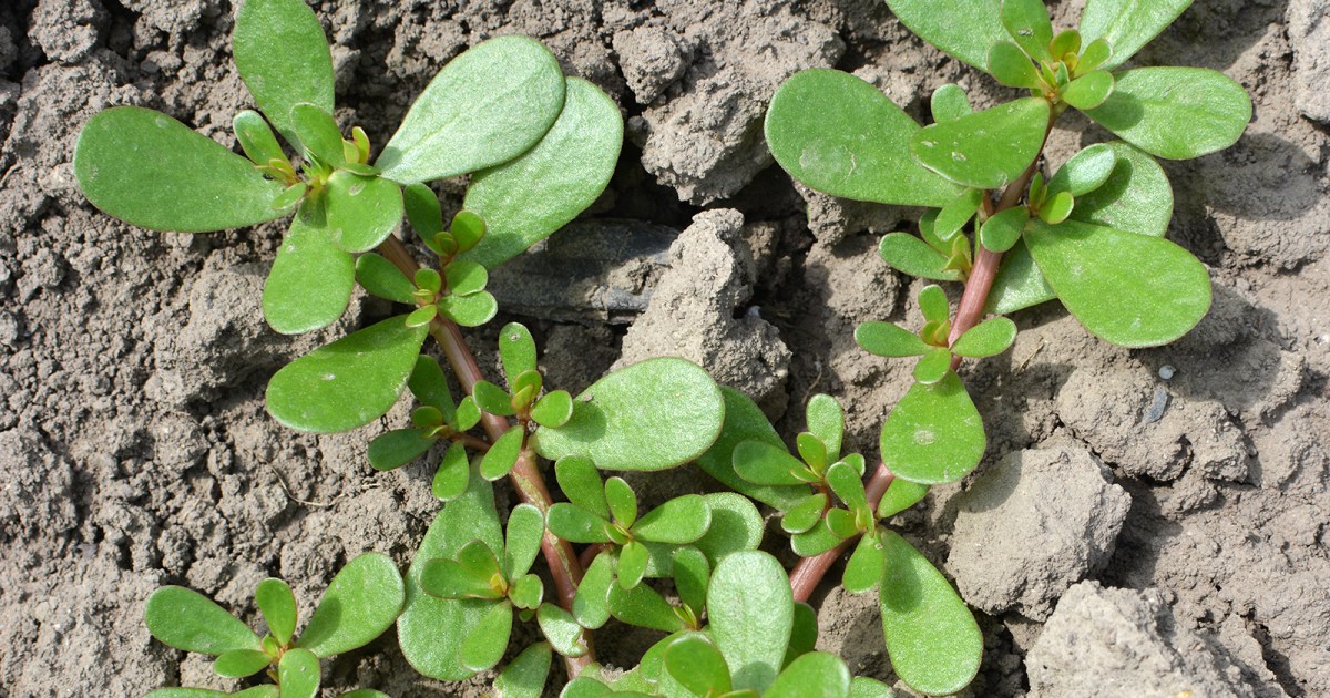 How a weed called purslane could feed the world - Big Think