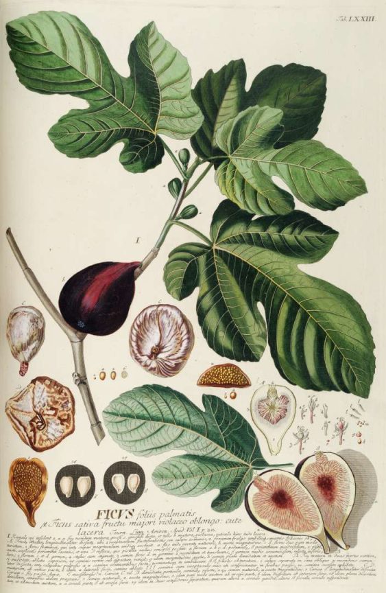 A botanical illustration of the fig plant.