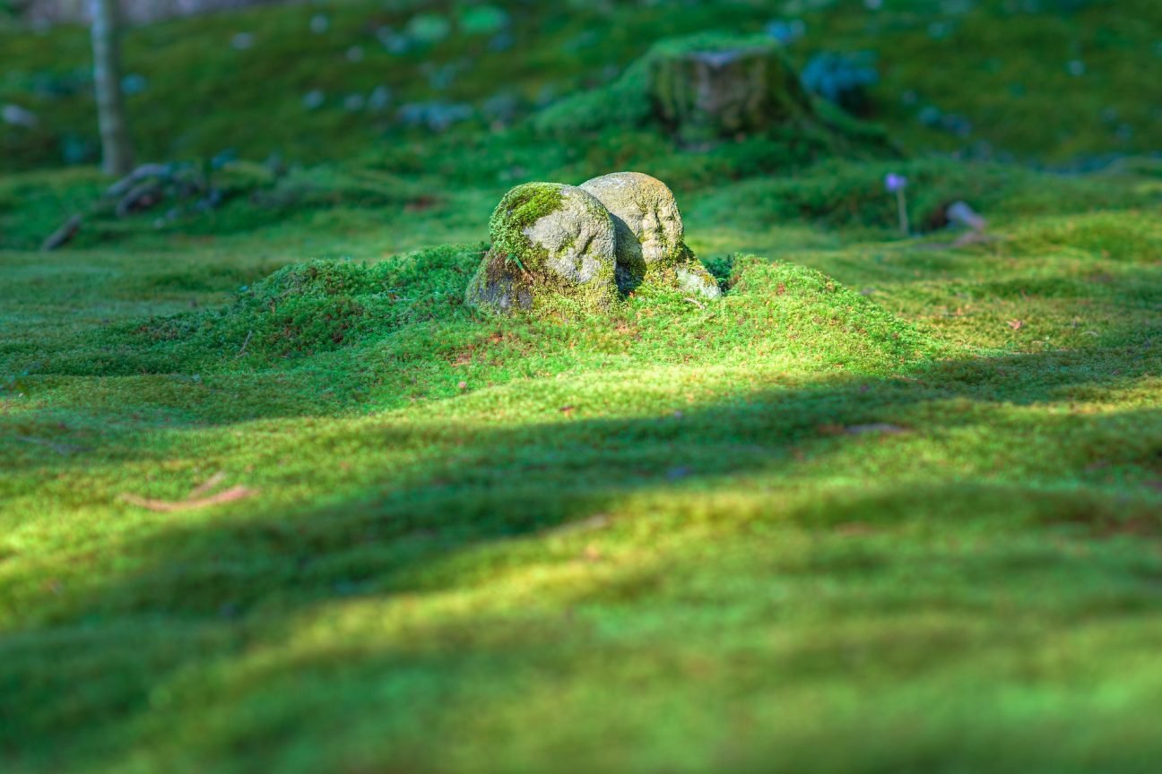 Jizo statues covered in moss