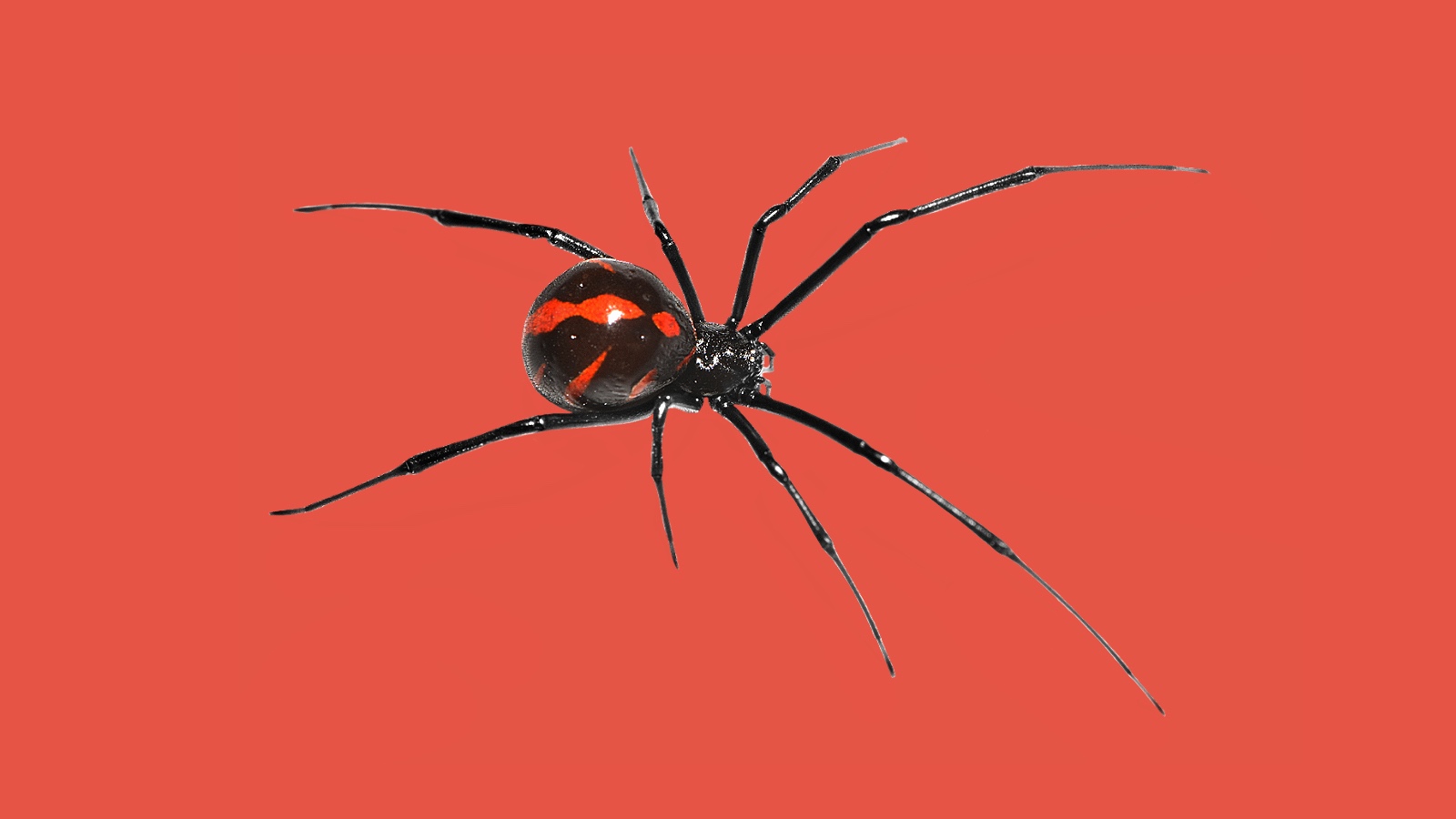 Why black widows bite so many men in the 