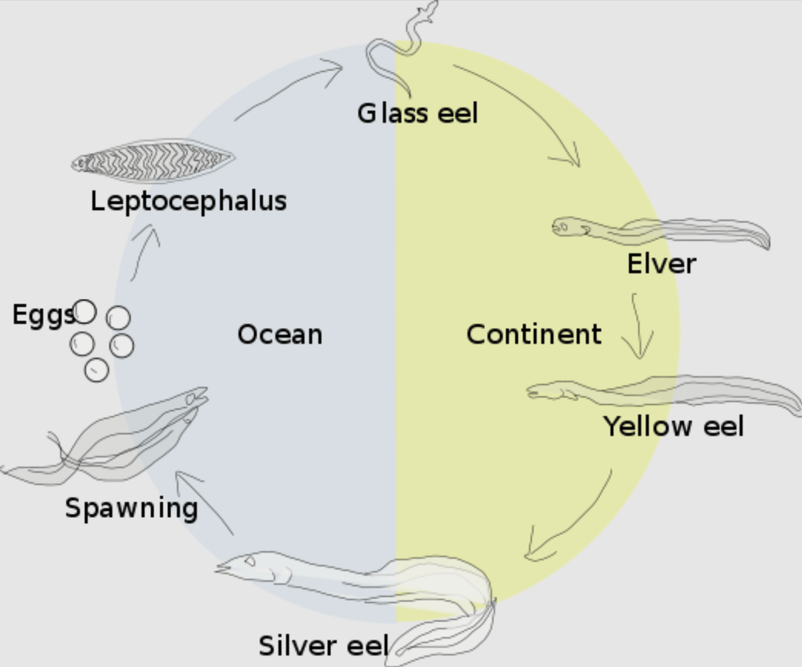 This map solves a century-old mystery about eels - Big Think