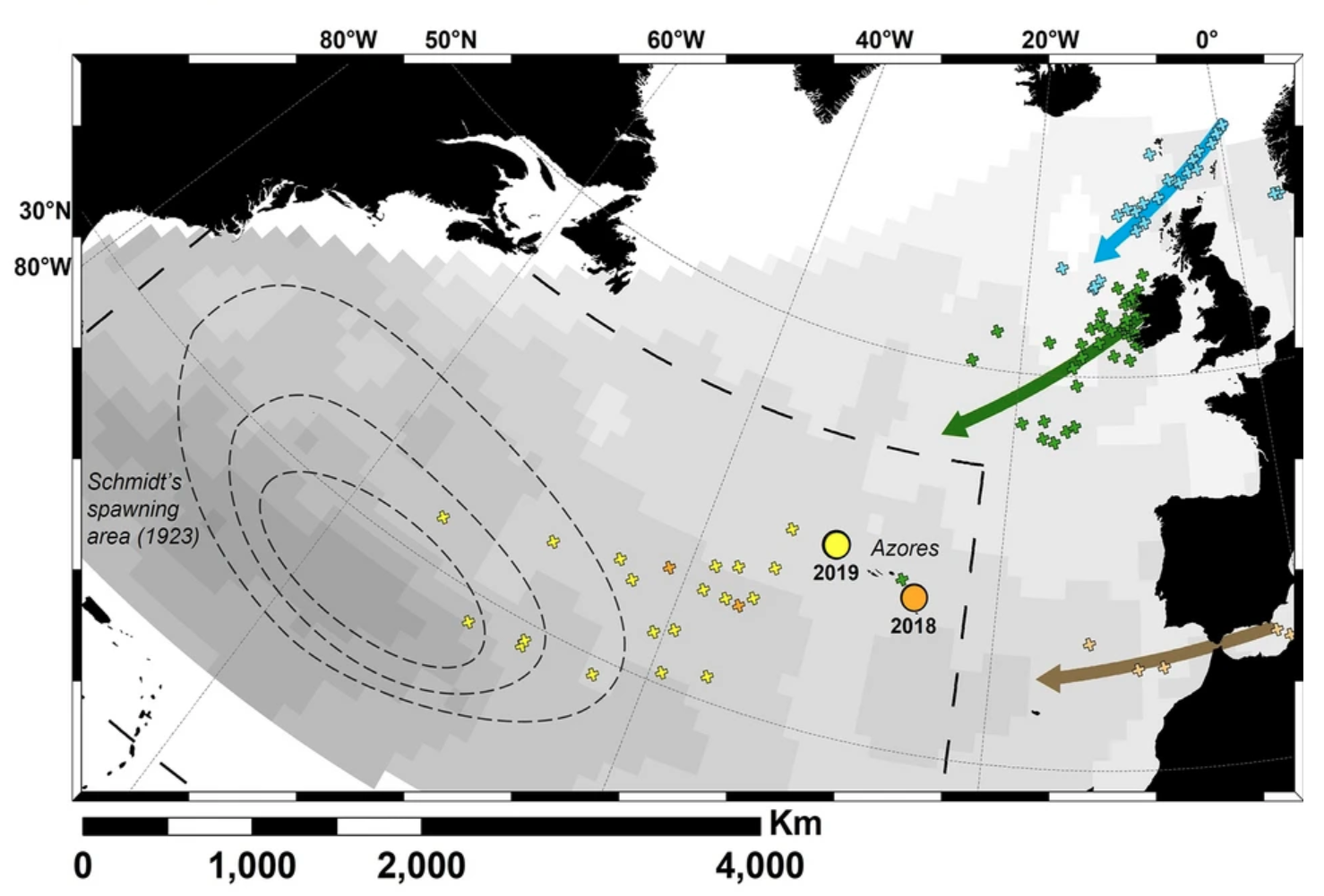 This map solves a century-old mystery about eels - Big Think