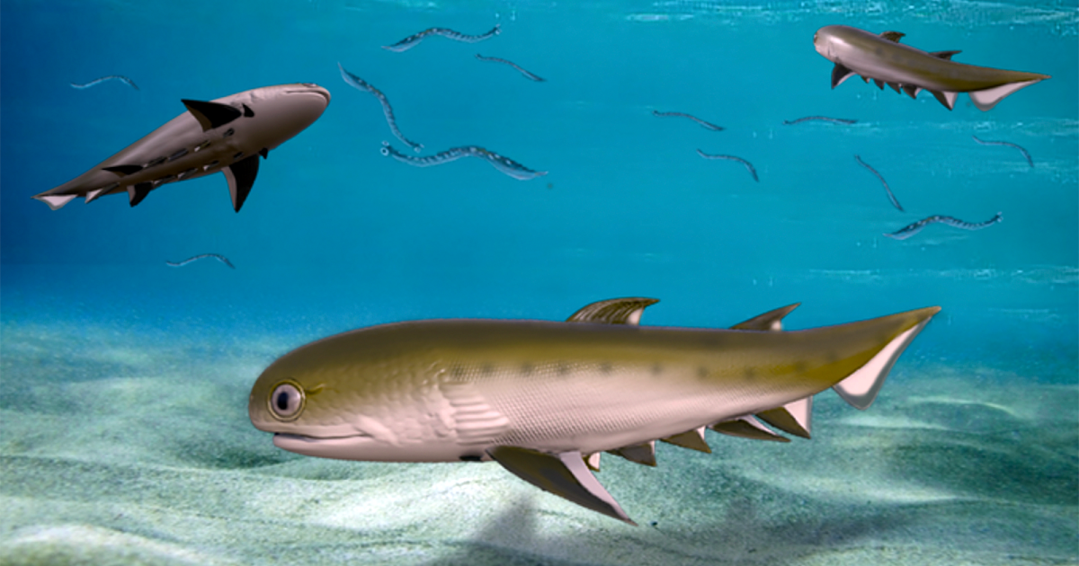 found-439-million-year-old-fossil-is-the-oldest-jawed-ancestor-of-sharks