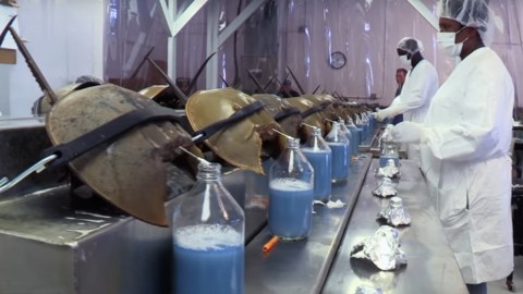 How horseshoe crab blood became one of the most valuable liquids in medicine