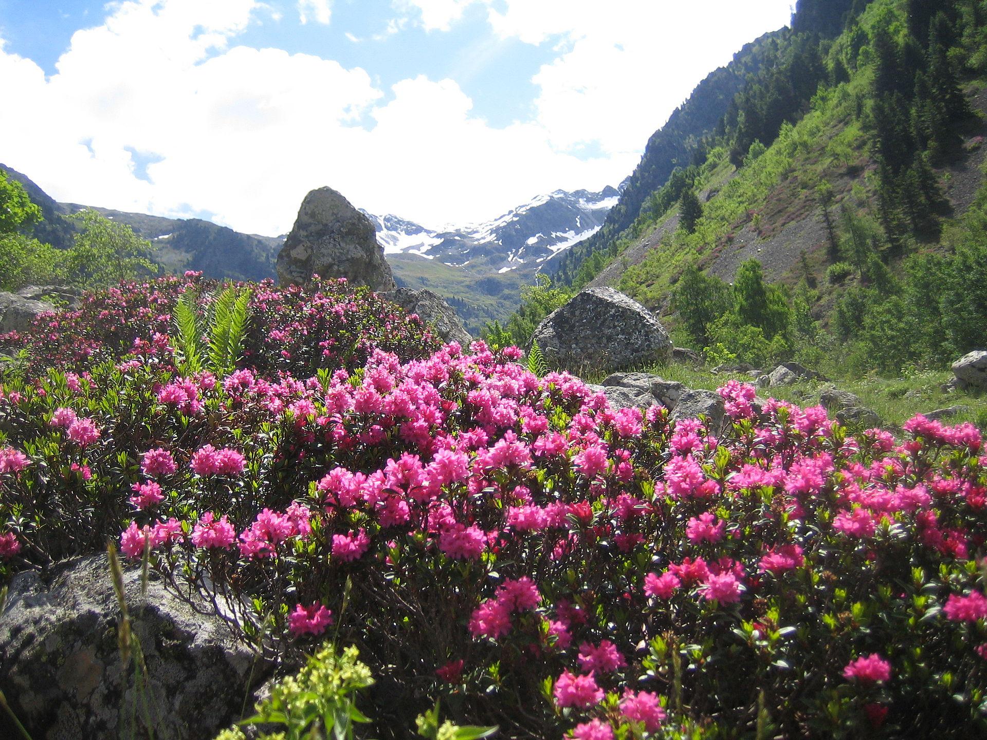 Mad honey: The rare hallucinogen from the mountains of Nepal - Big Think