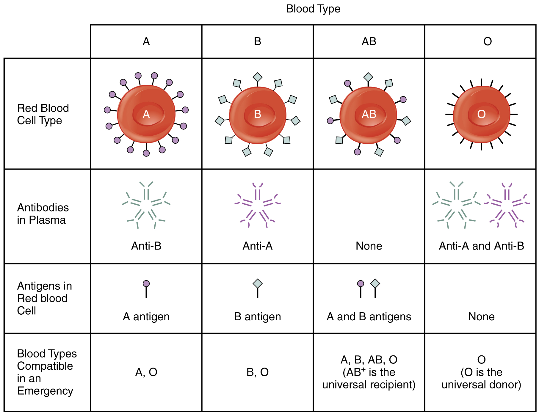Molecular characteristics of the ABO blood group
