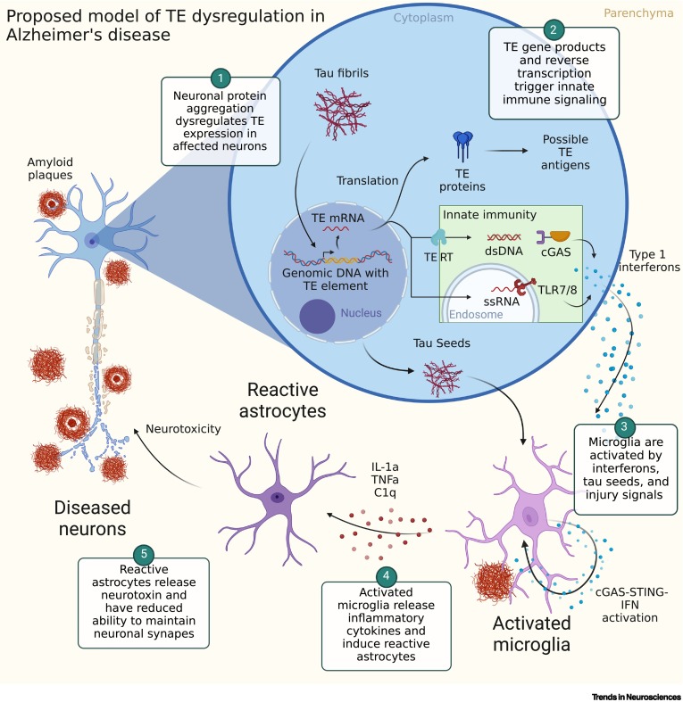 jumping genes alzheimers