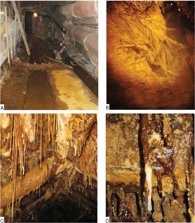 Strange biofilms growing in a radioactive mine