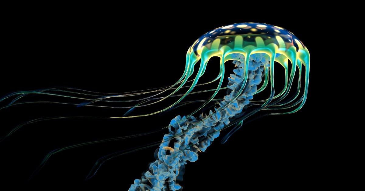 How jelly-like bodies help sea creatures survive extreme