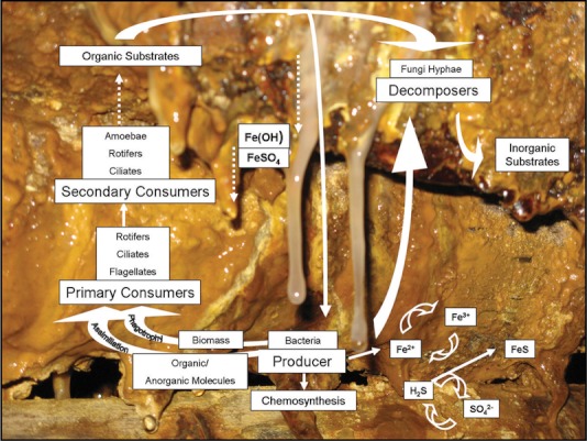 A strange food chain develops in an abandoned mine