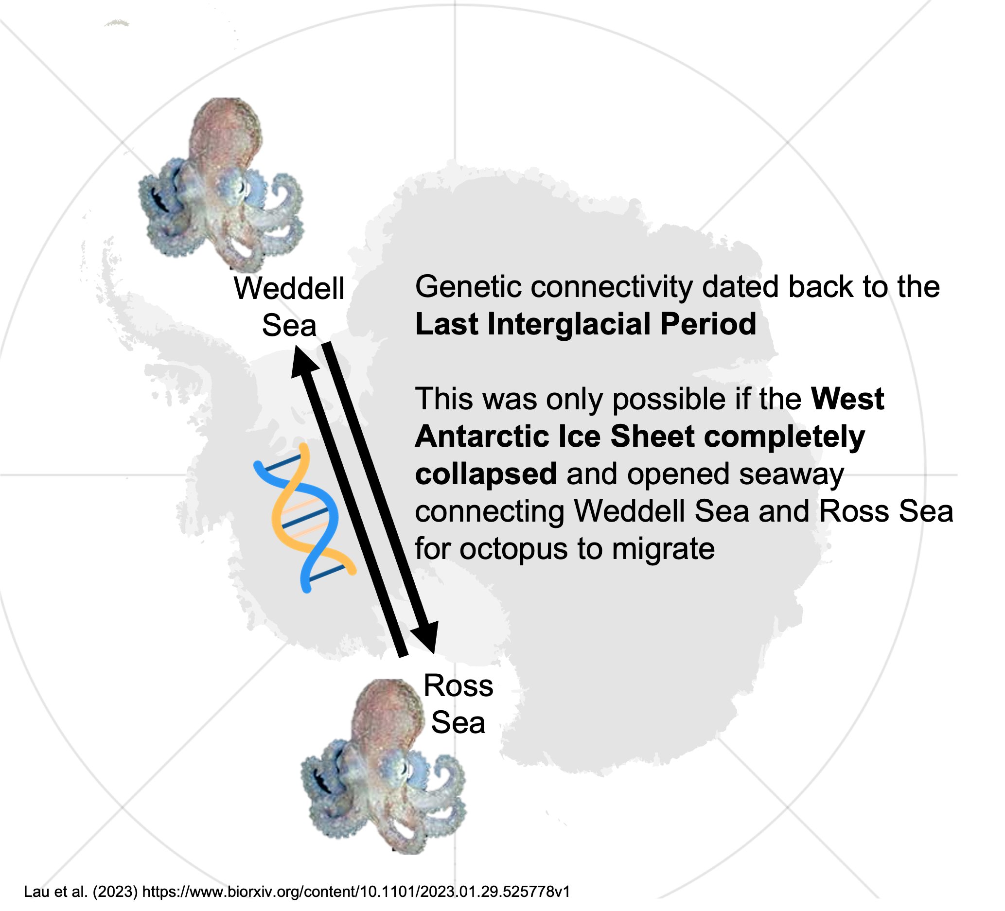 Turquet’s octopuses on either side of the West Antarctic ice sheet haven’t hooked up since the last interglacial period. They might get another shot relatively soon.