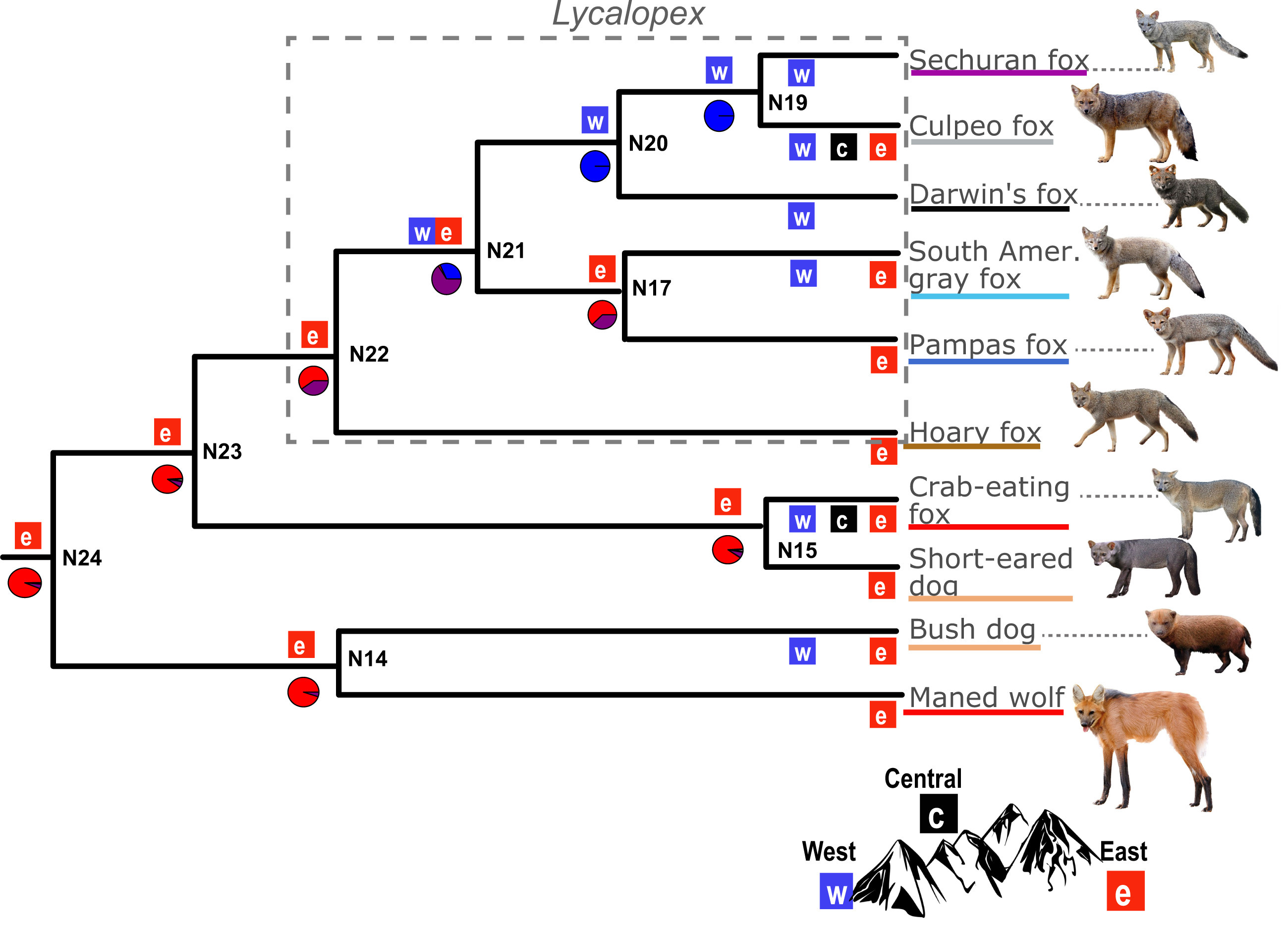 Evolutionary tree of South America's foxes