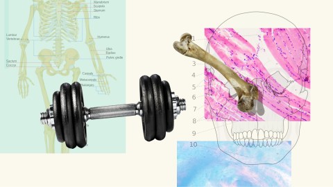 a diagram of a human skeleton and a dumbbell.
