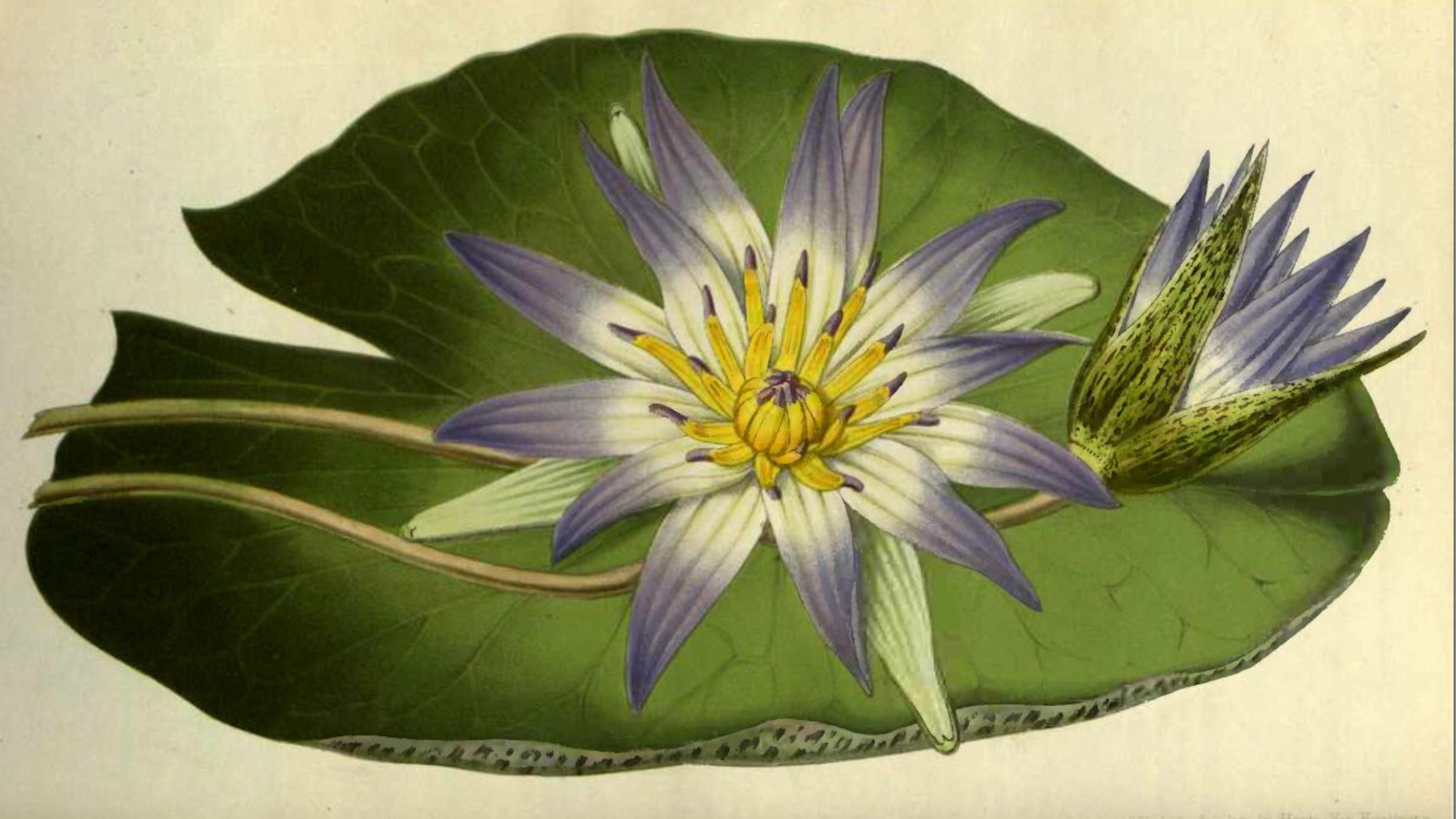 blue water lily illustration