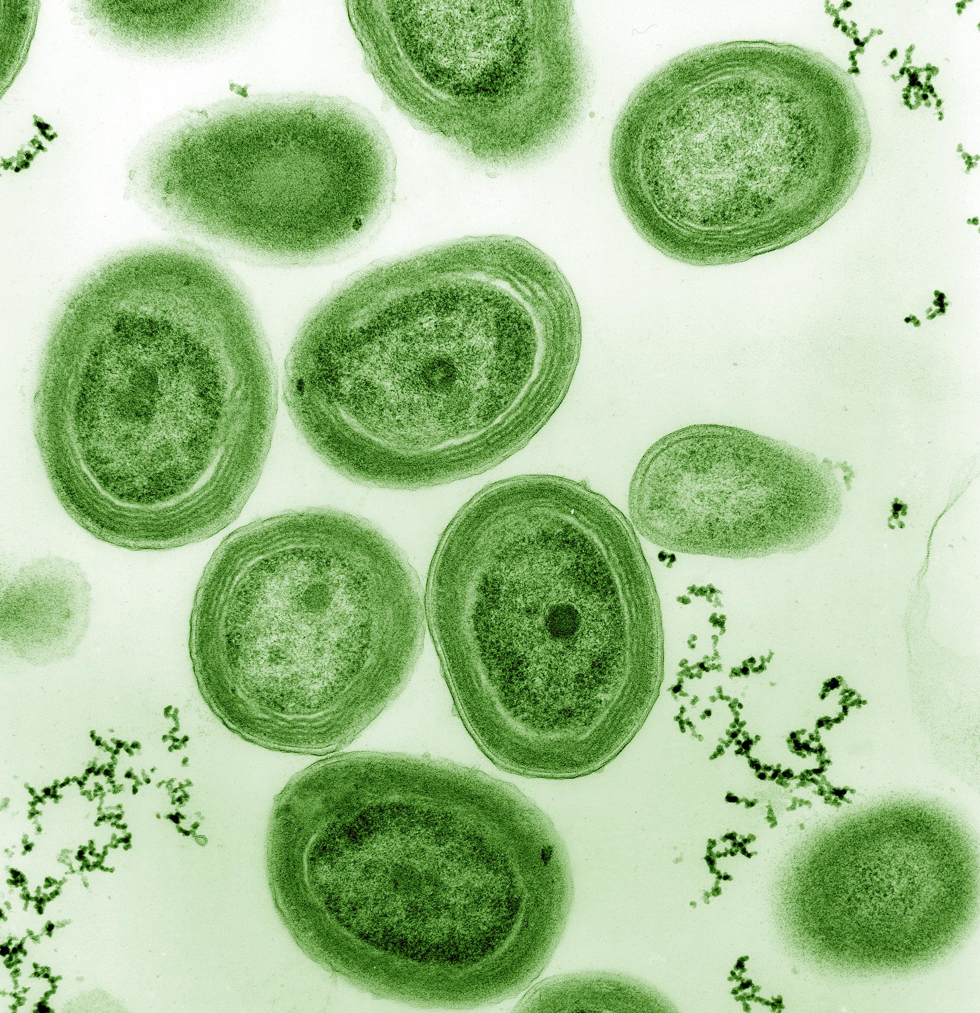 Цианобактерии