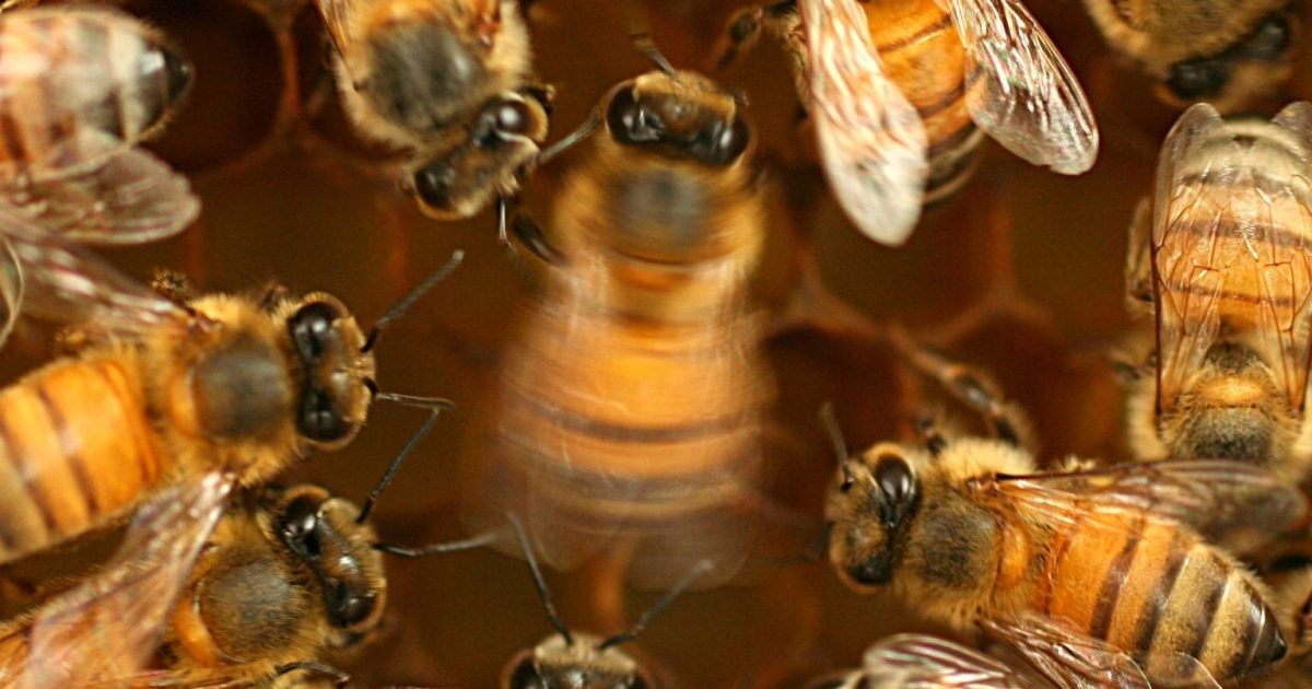 Unlocking secrets of the honeybee dance language