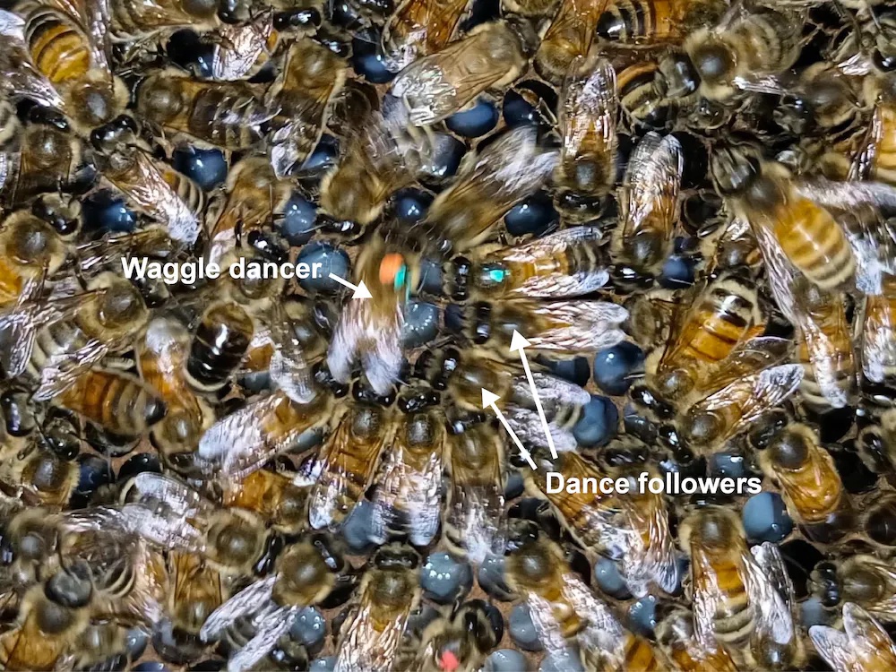 a bunch of bees that are next to each other.