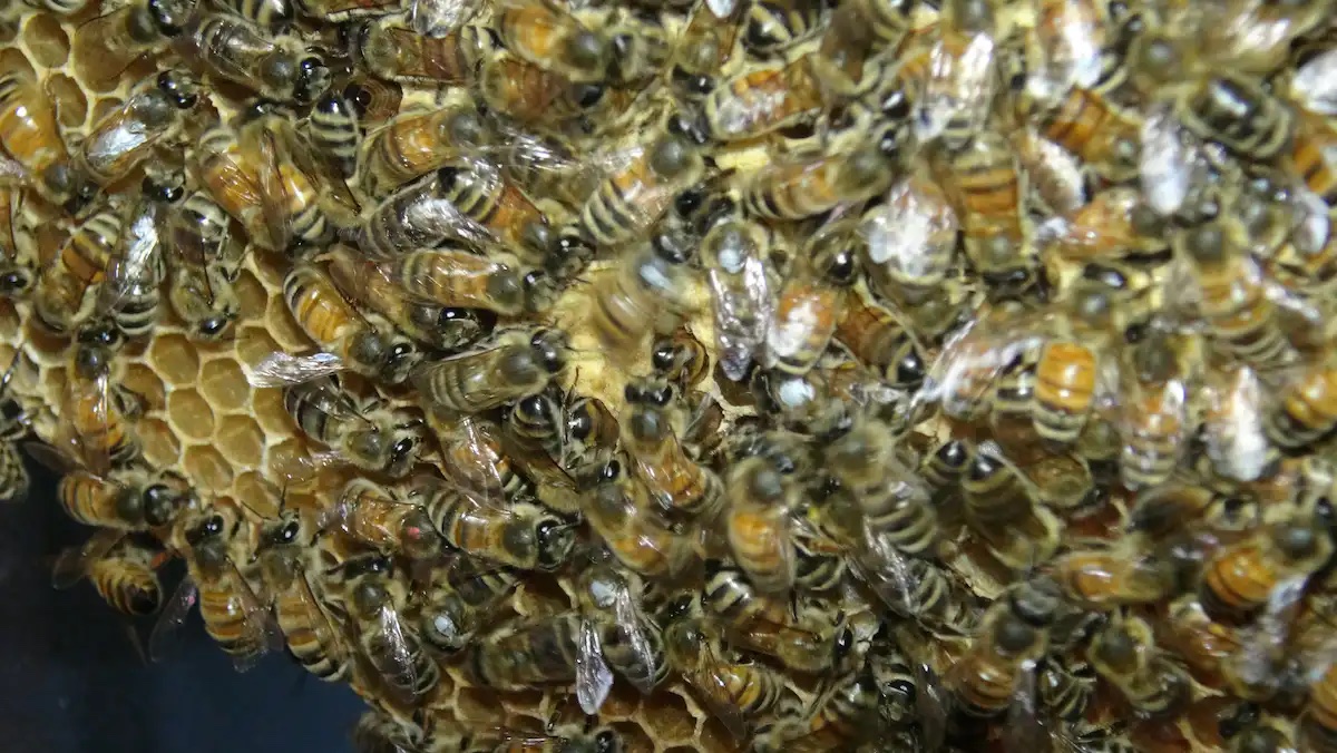 a bunch of bees that are in a beehive.