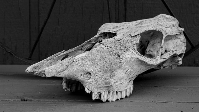 a black and white photo of an animal skull.