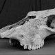 a black and white photo of an animal skull.