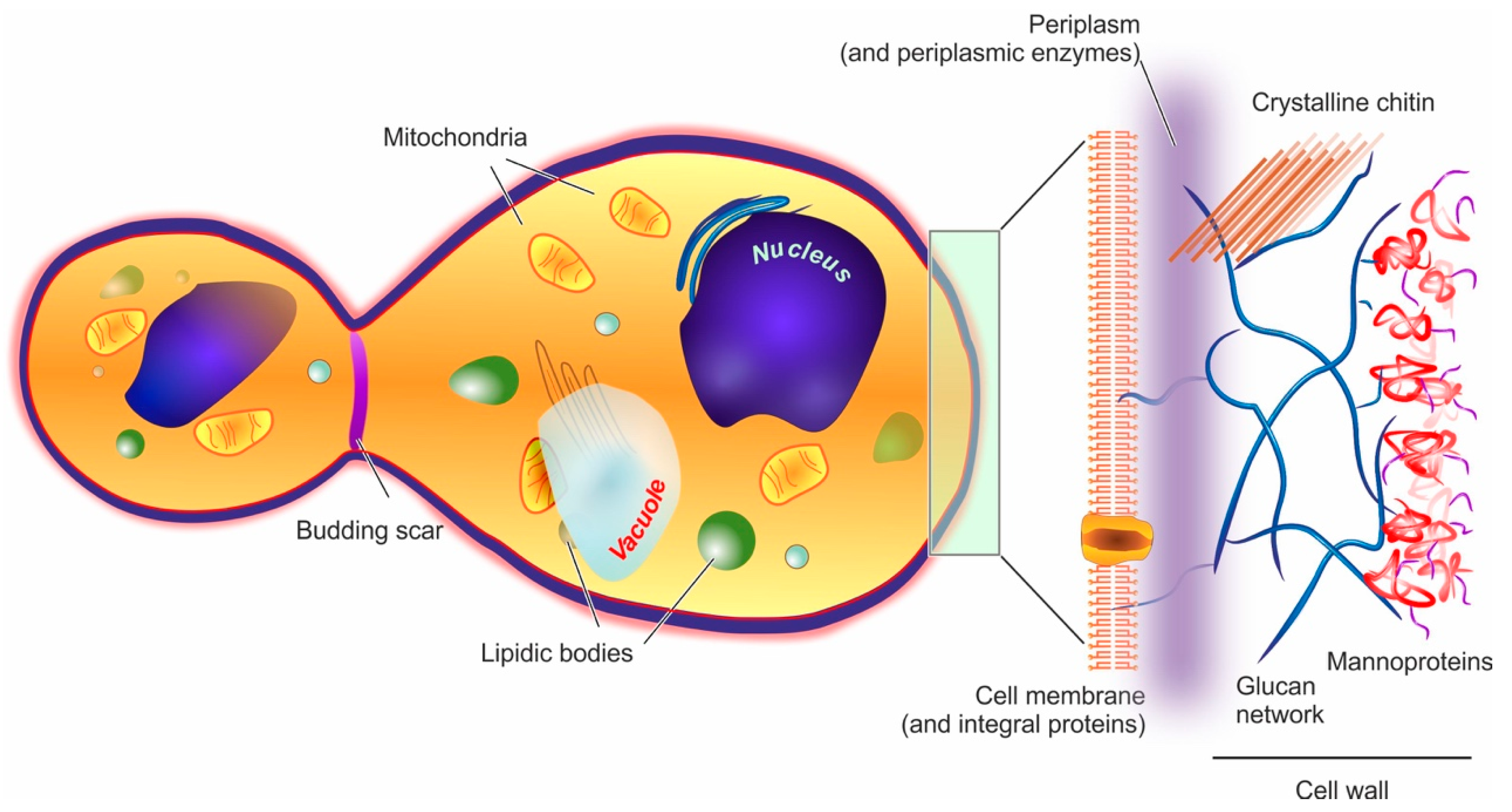 yeast cell diagram budding