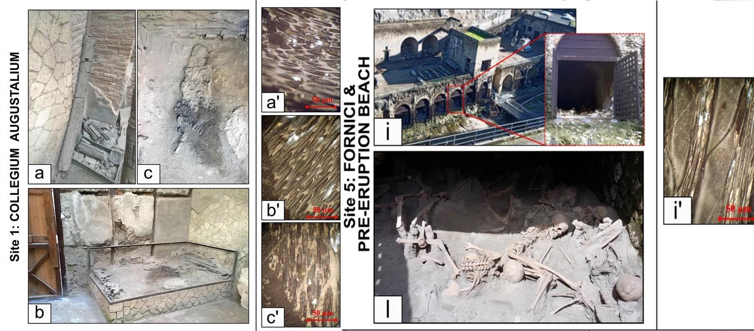 carbonized structures from Herculaneum