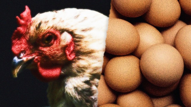 a close up of a chicken near a pile of eggs.