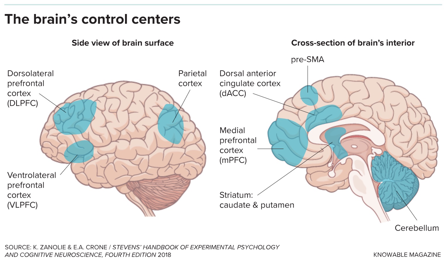 a diagram of the brain and its functions.