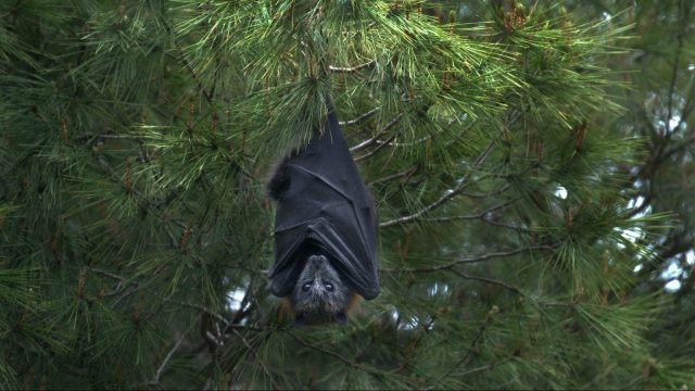 a bat hanging upside down in a tree.