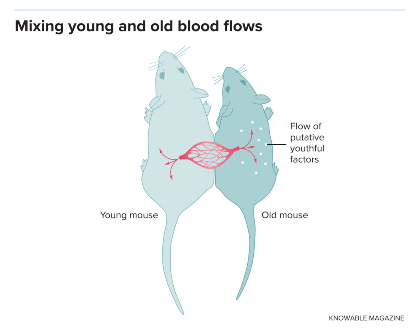 a diagram of a mouse and a mouse eating food.