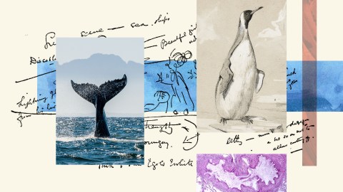 a collage of photos with a whale tail.