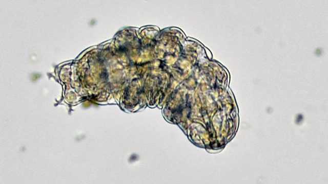 a Tardigrade animal is shown in this image.