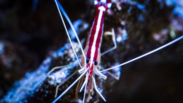 a close up of a red and white shrimp.