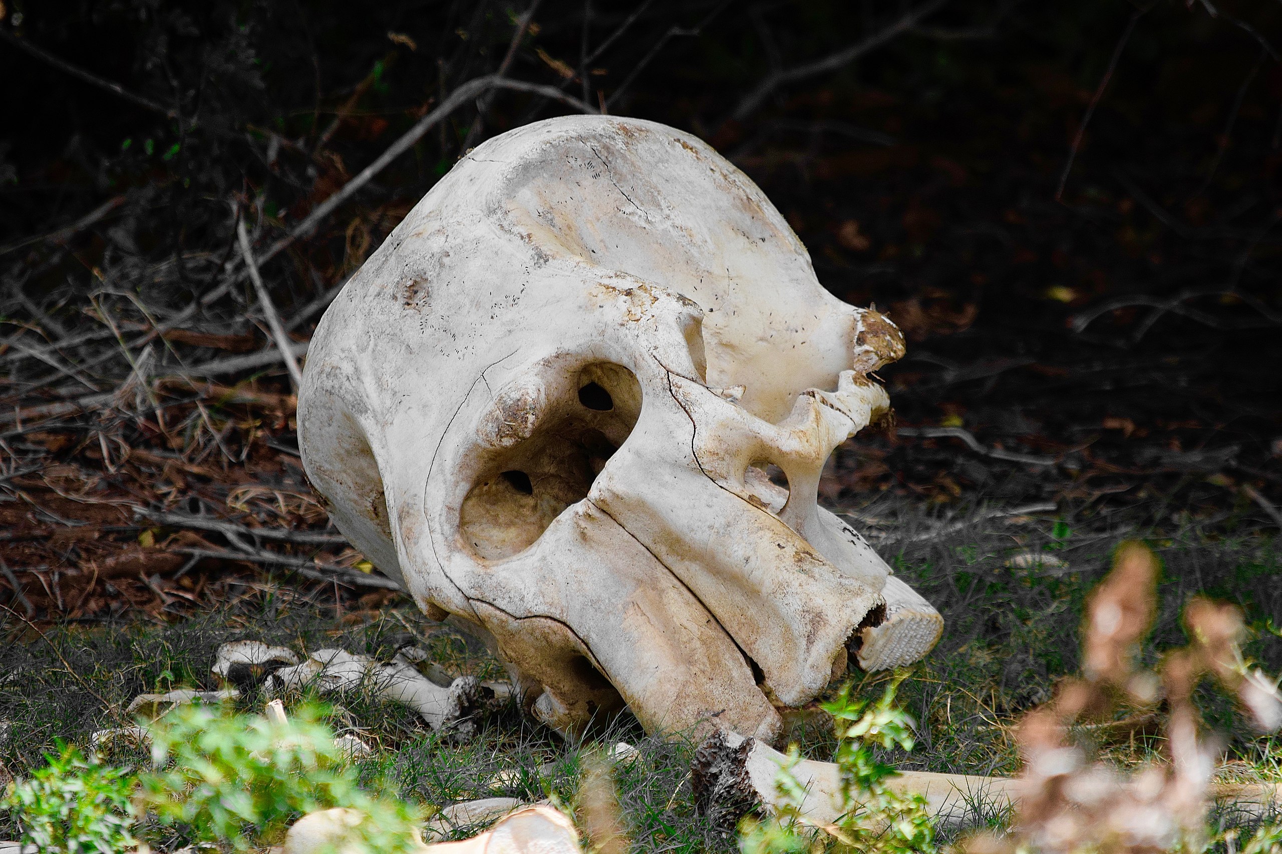 A large elephant skull sitting on top of grass.
