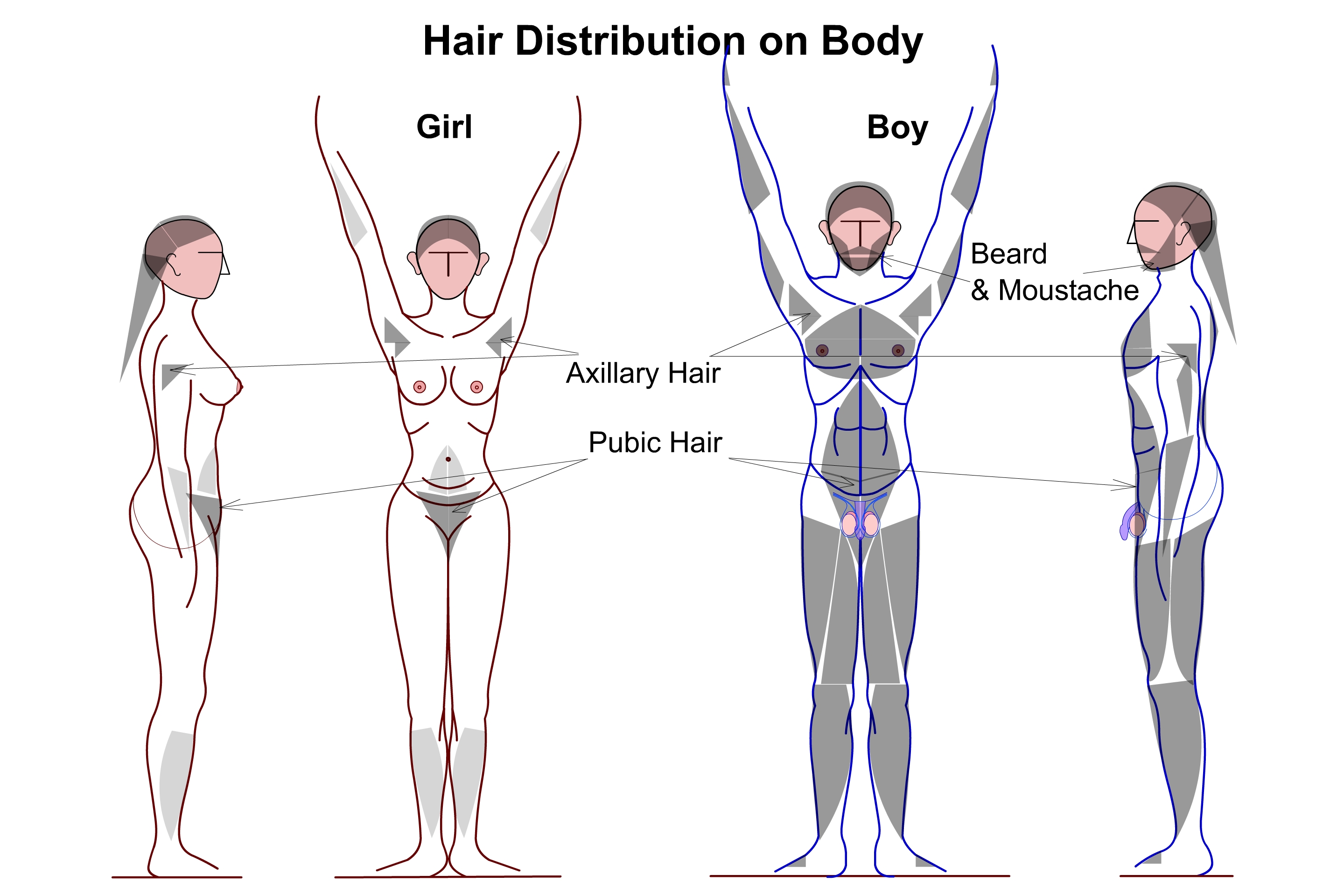 human sexual dimorphism