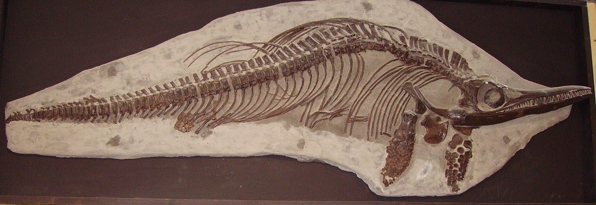 a dinosaur skeleton is displayed in a museum.