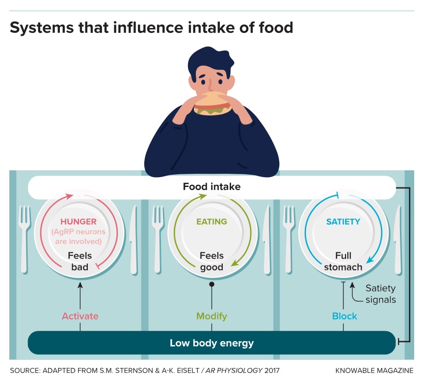 systems that influence intake of food.